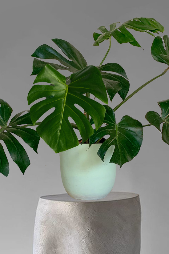 Coco Mojito