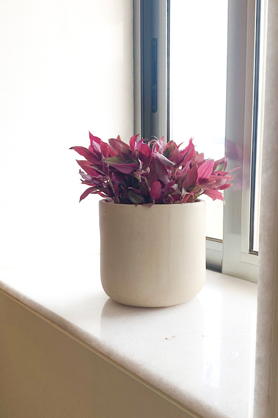Zebrina Tabletop