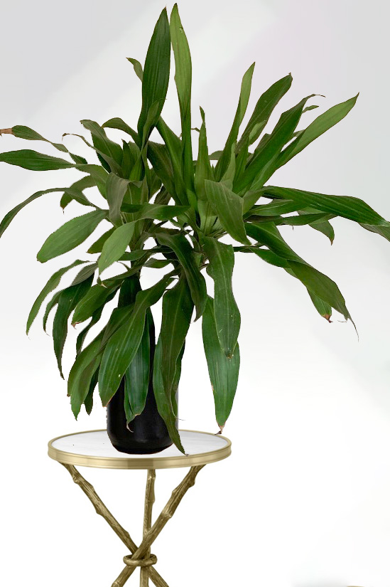 Dracaena Celeste