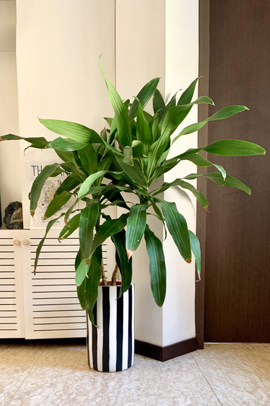 Dracaena Congo