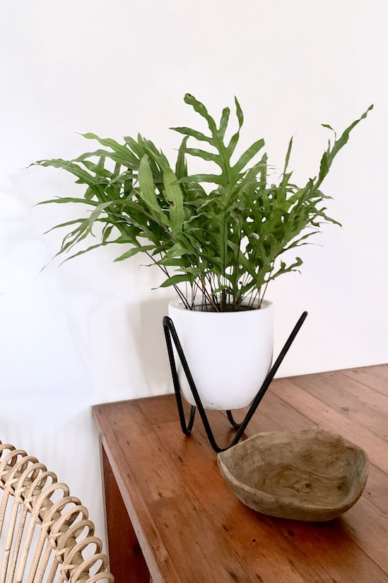 Tahiti Paw Fern