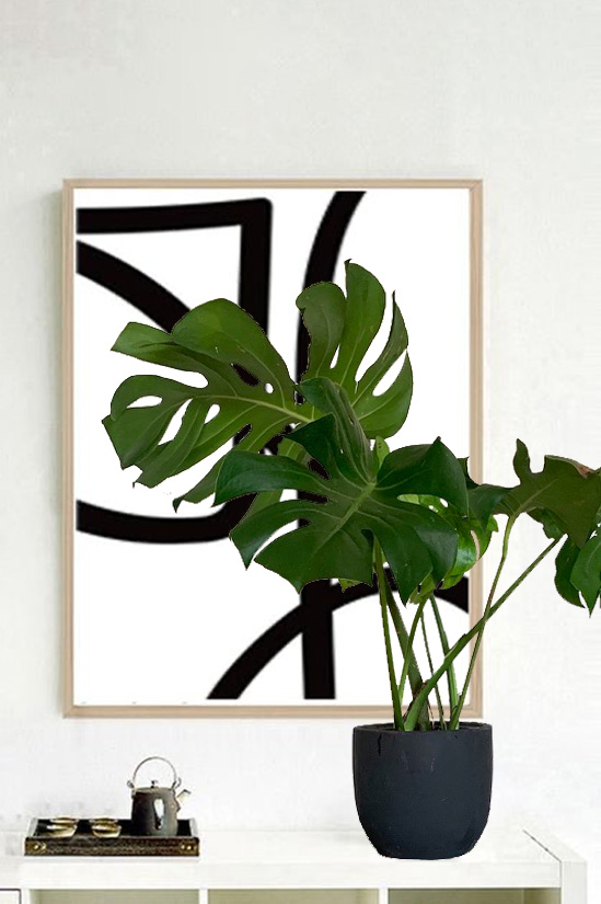 Zamia