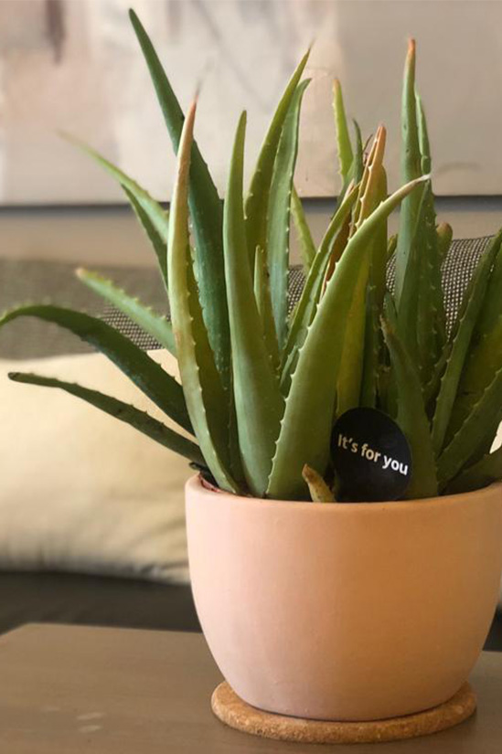 Juicy aloe