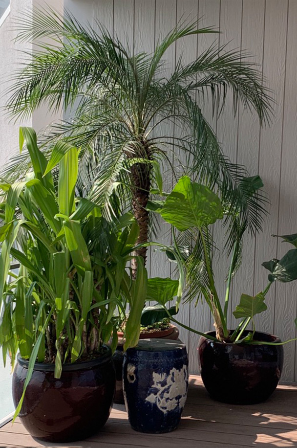 Palm Sanctuary