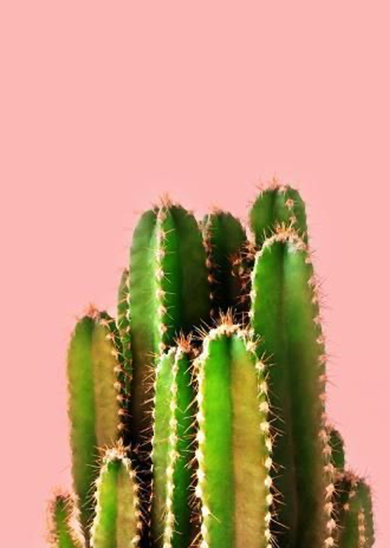 Cactus